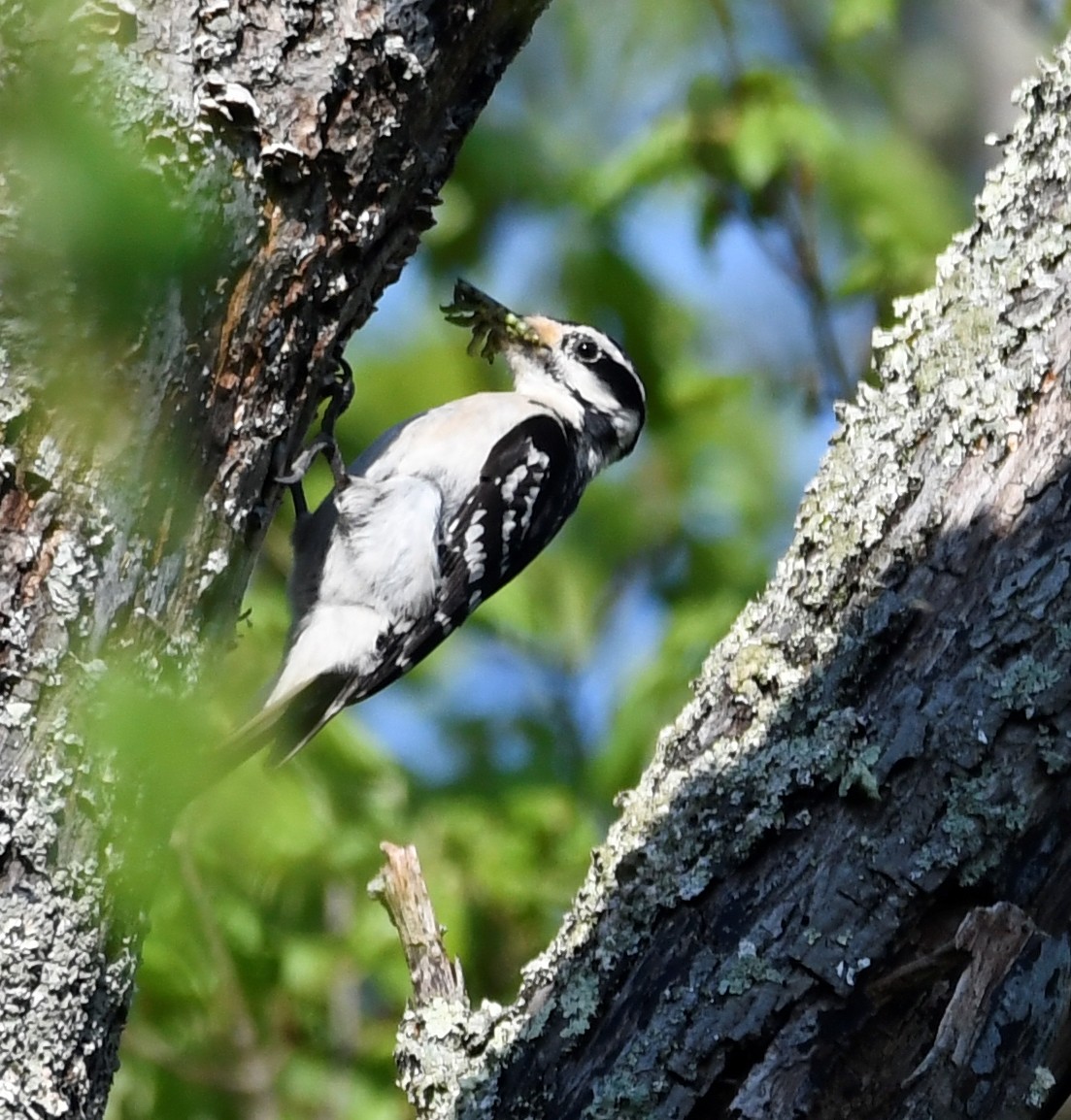 Hairy Woodpecker - ML451215991