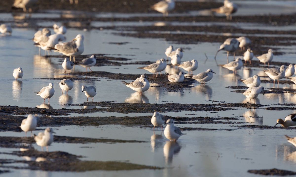 Bonaparte's Gull - ML451216321