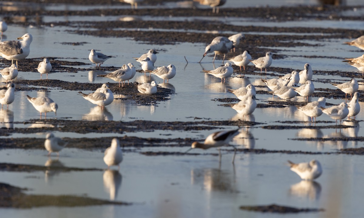 Bonaparte's Gull - ML451216341