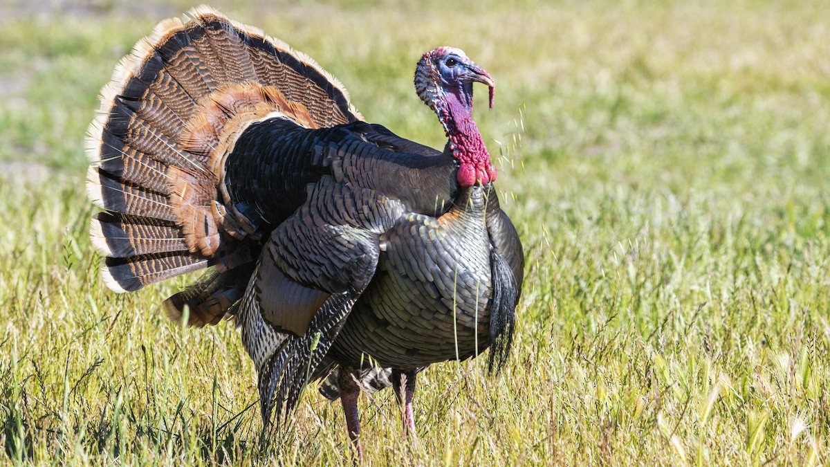 Wild Turkey - Anonymous