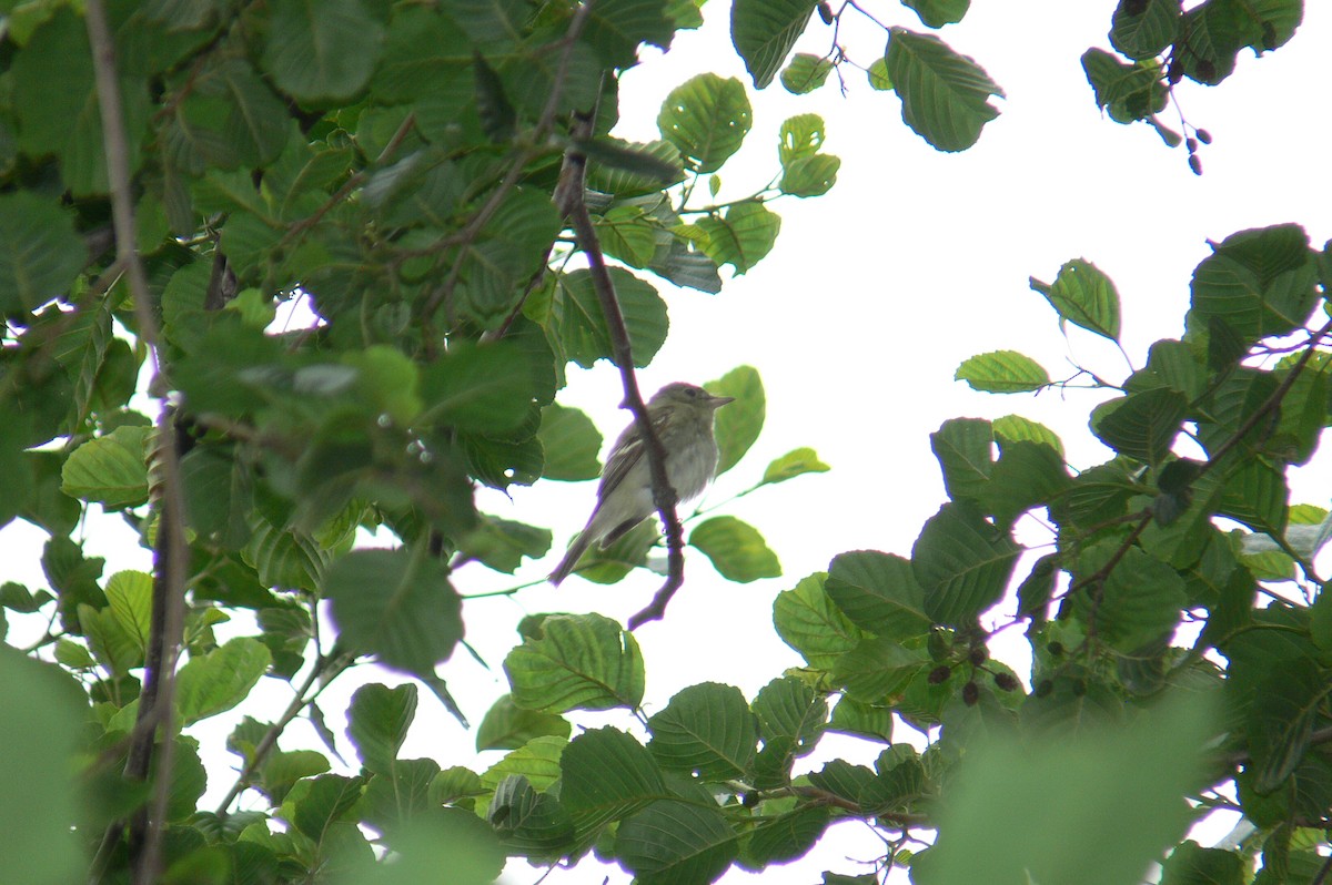 Acadian Flycatcher - ML45121901