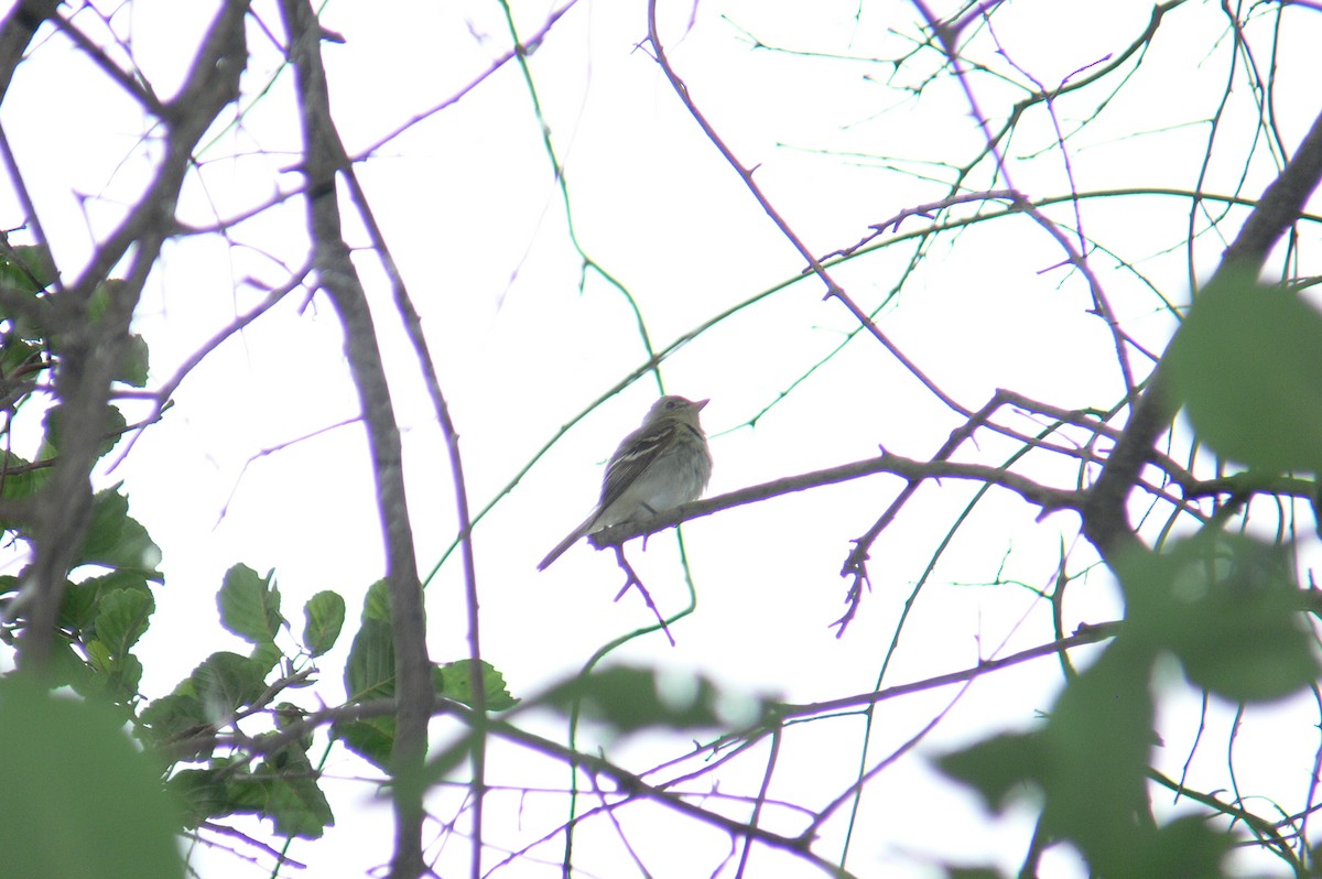 Acadian Flycatcher - ML45121911