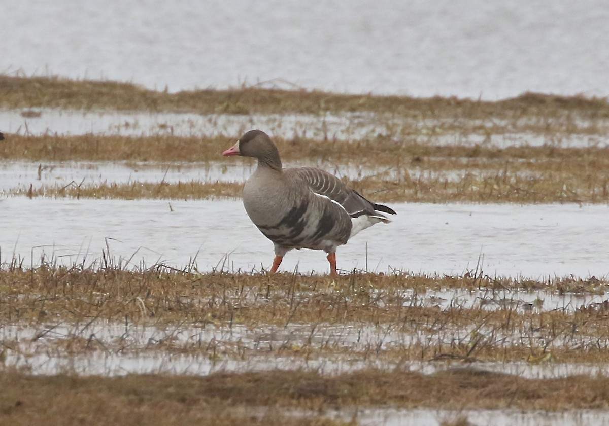 Greater White-fronted Goose - ML451220121