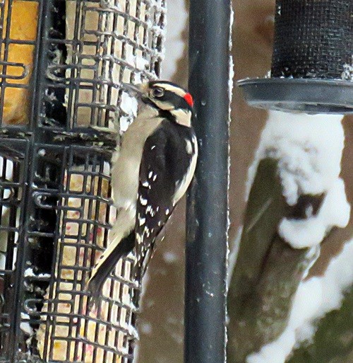 Downy Woodpecker - ML45122101