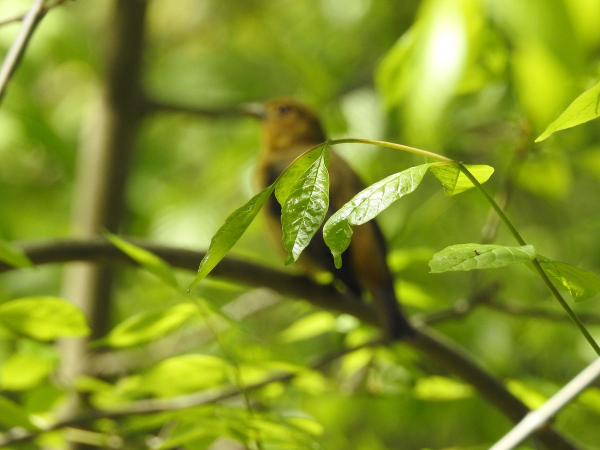 Scarlet Tanager - Claire Caron