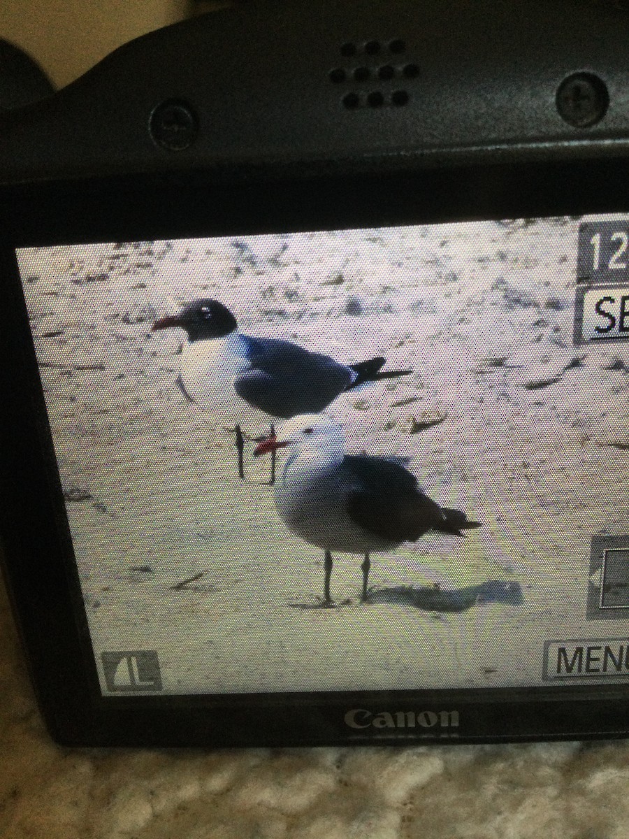 Heermann's Gull - ML451221051