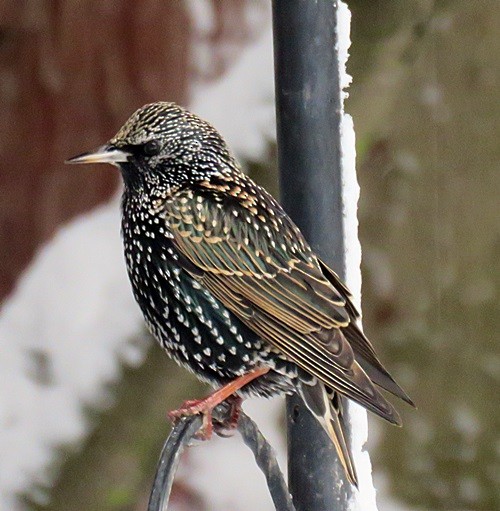 European Starling - ML45122171