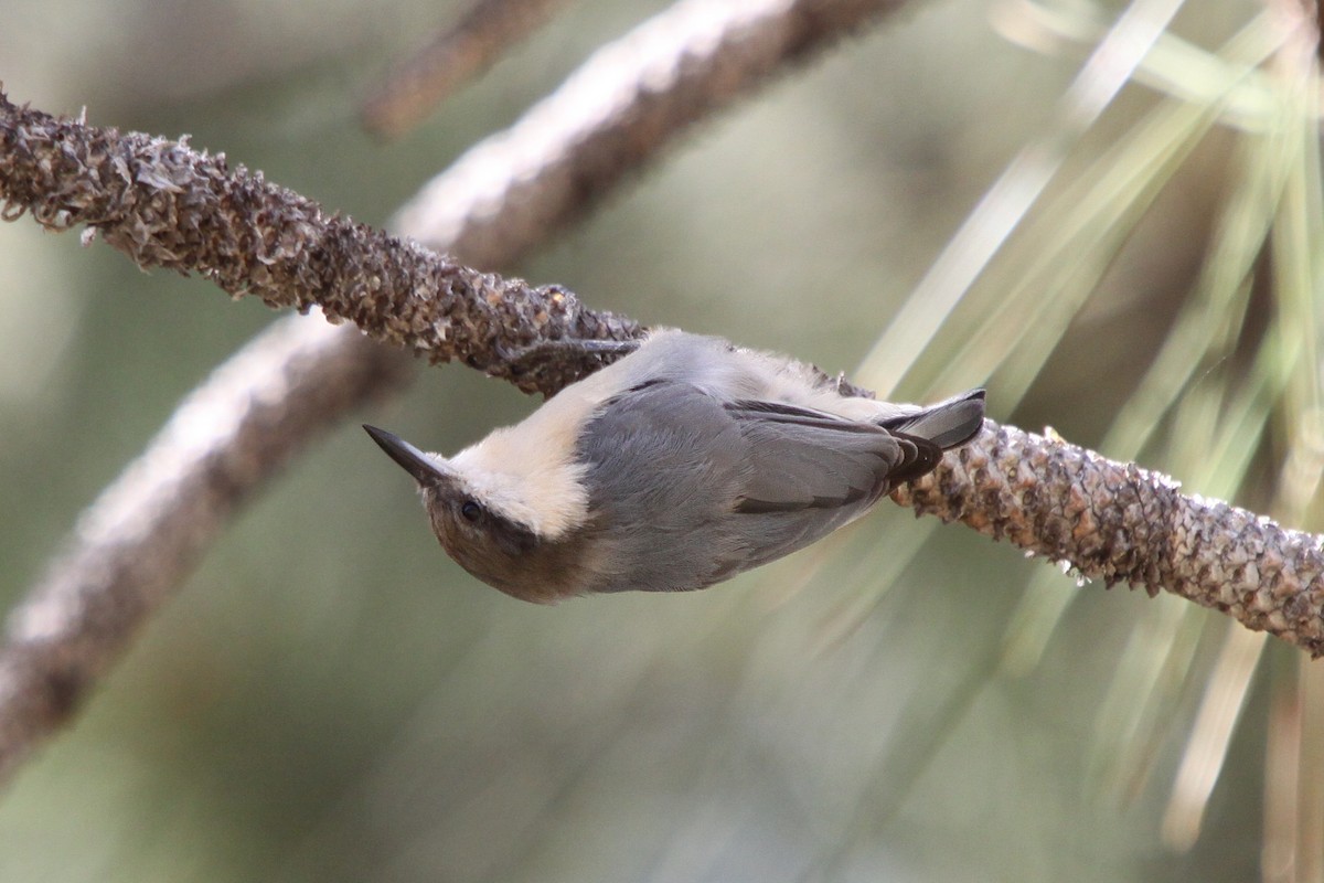 Pygmy Nuthatch - ML45122191