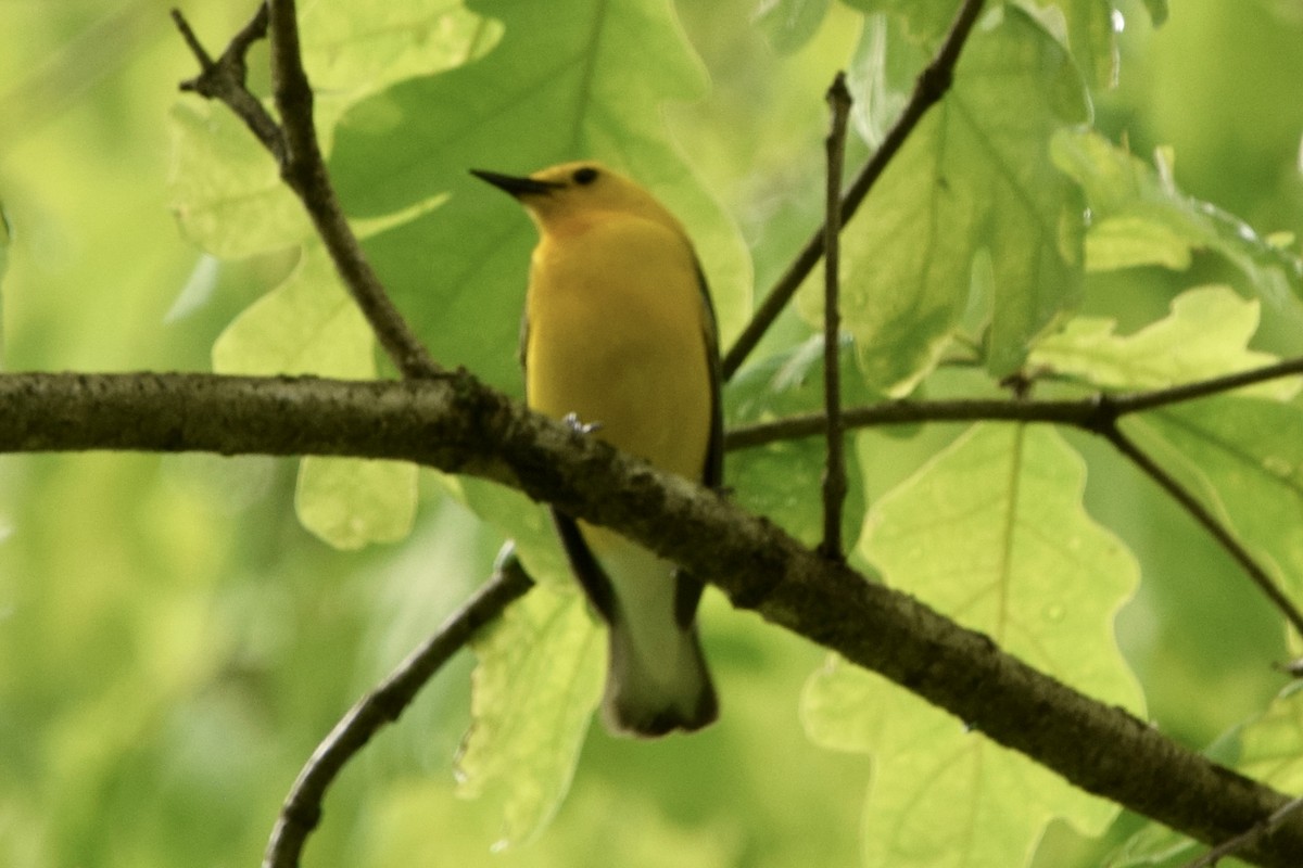 Prothonotary Warbler - ML451221911