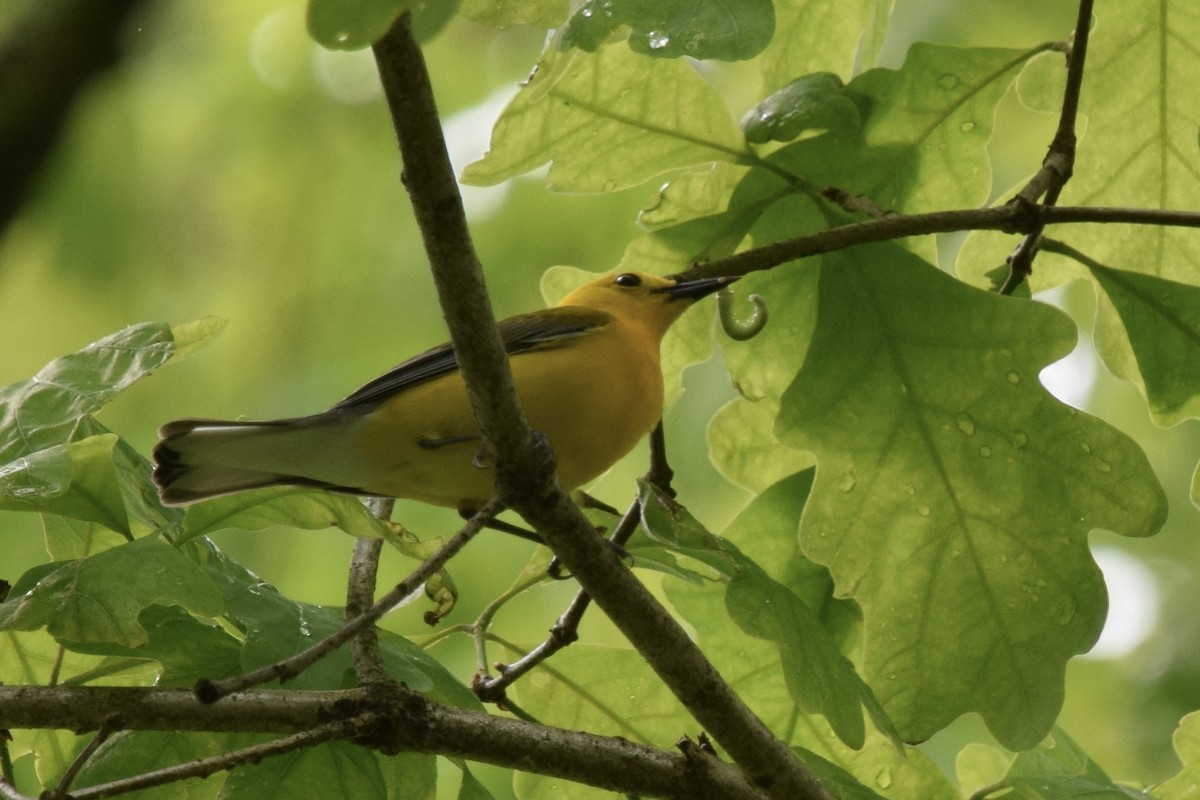 Prothonotary Warbler - ML451221921