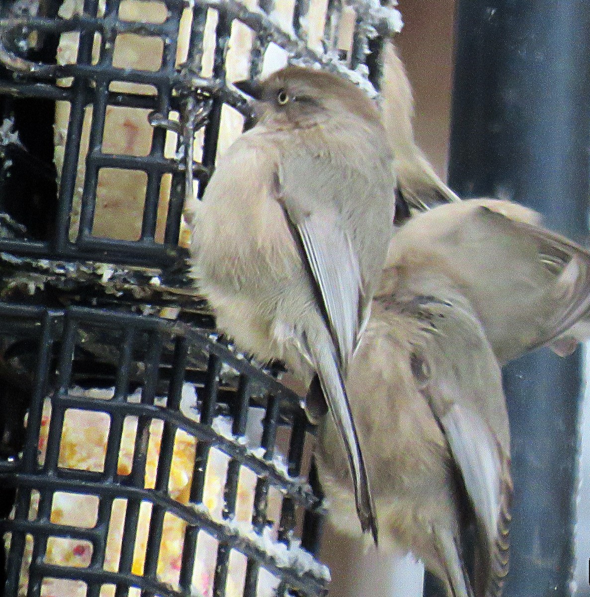 Bushtit - ML45122201