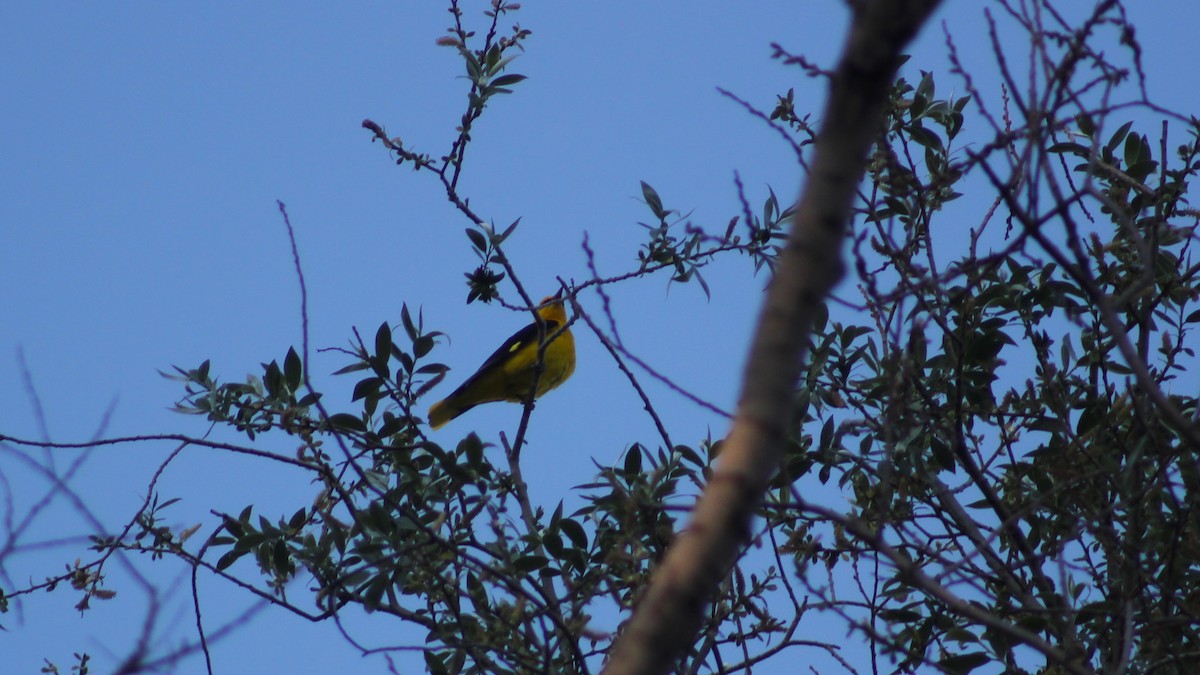 Eurasian Golden Oriole - ML451222291