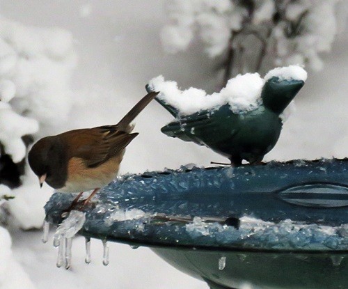 Dark-eyed Junco - ML45122231