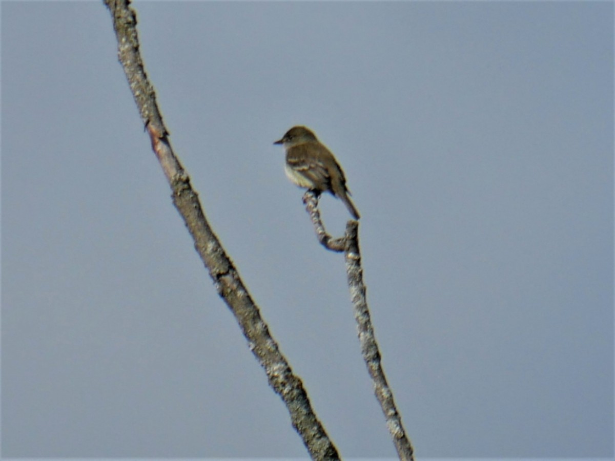 Alder Flycatcher - ML451222321