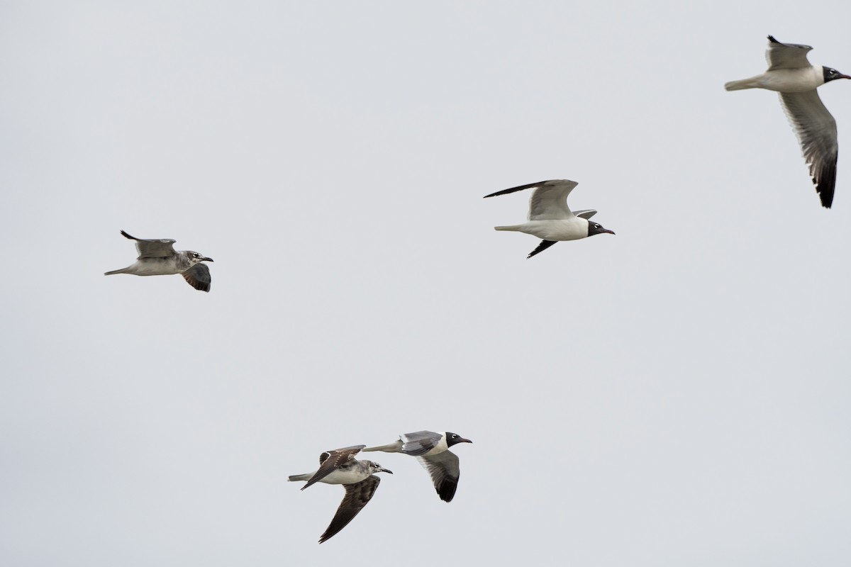 Laughing Gull - ML451223201