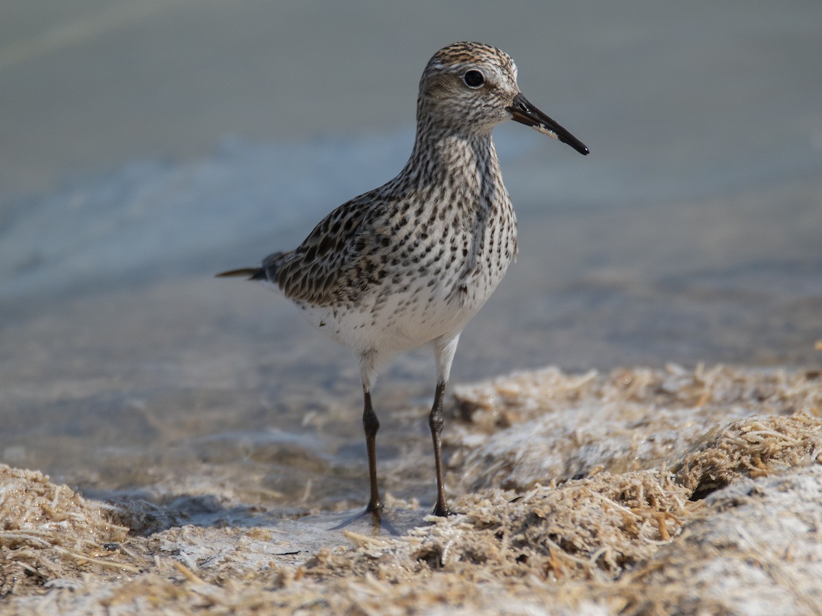 Weißbürzel-Strandläufer - ML451223221