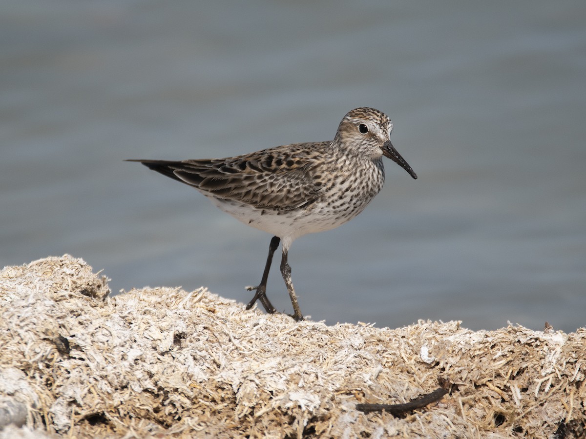 Weißbürzel-Strandläufer - ML451223241