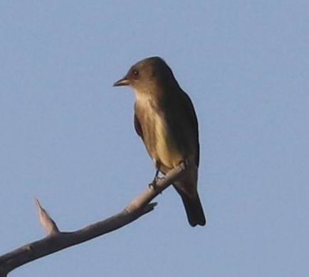 Olive-sided Flycatcher - ML451223251