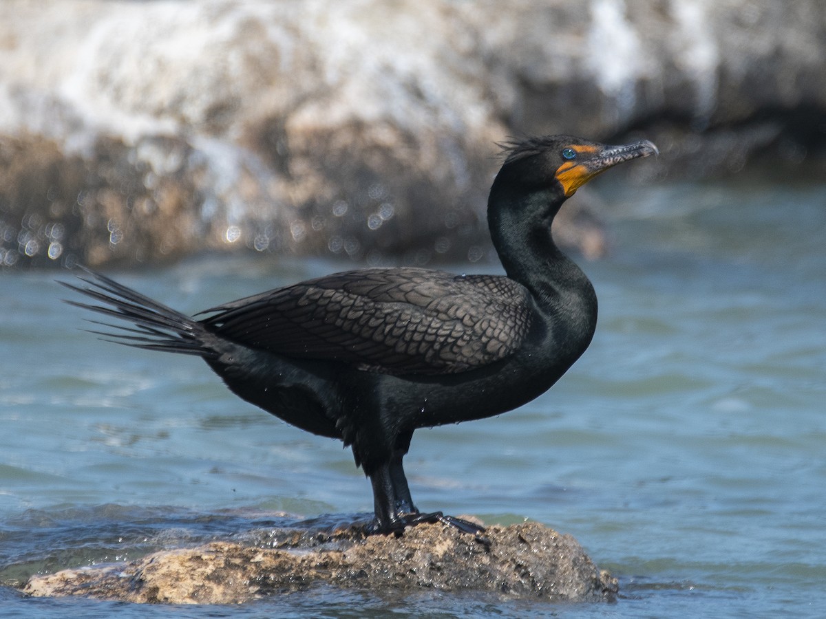 Cormoran à aigrettes - ML451223521