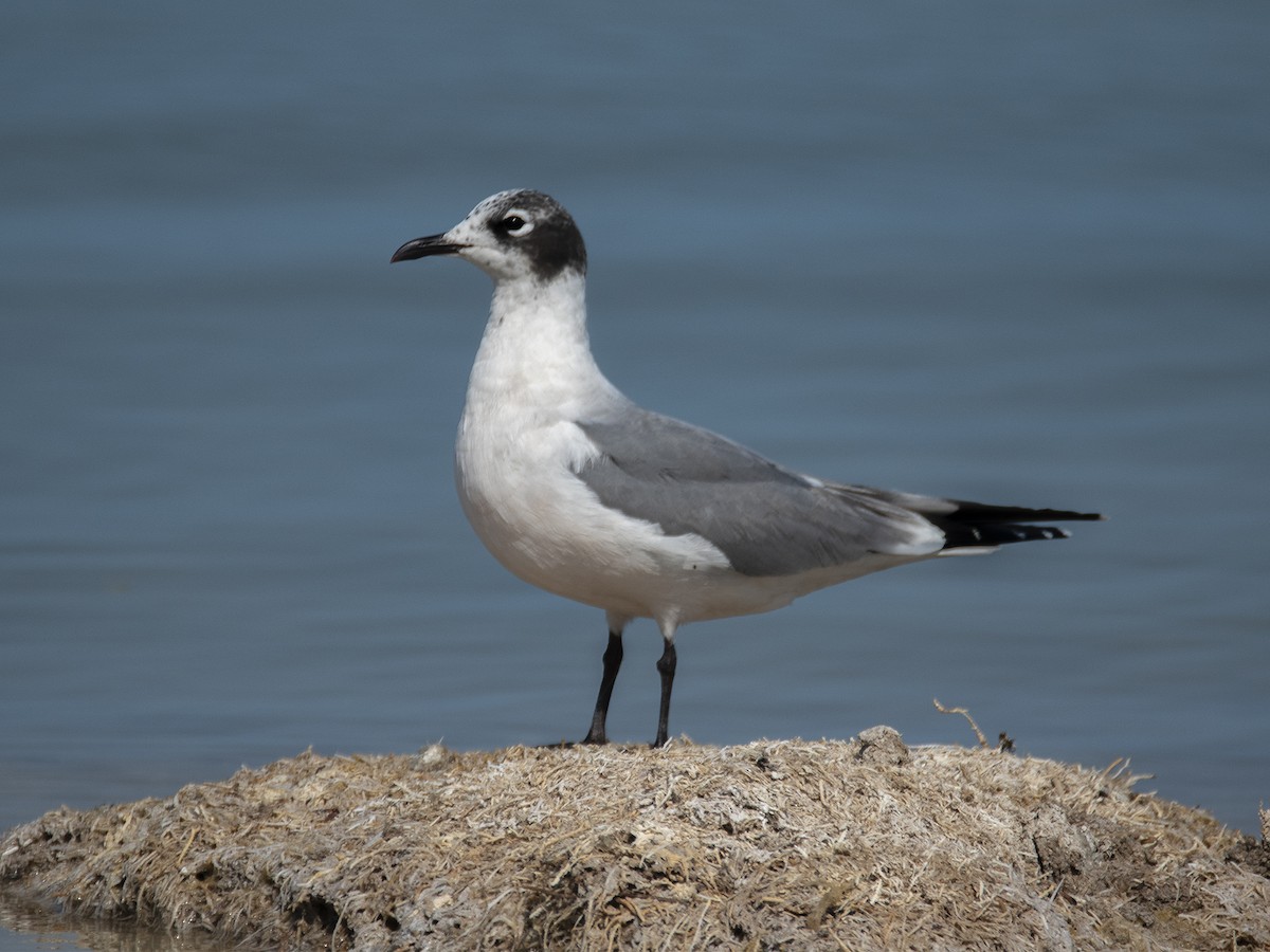 Franklin's Gull - Paúl  Martínez Córdova