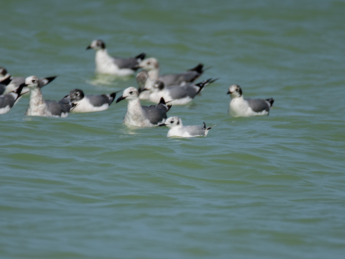 Bonaparte's Gull - ML451224181