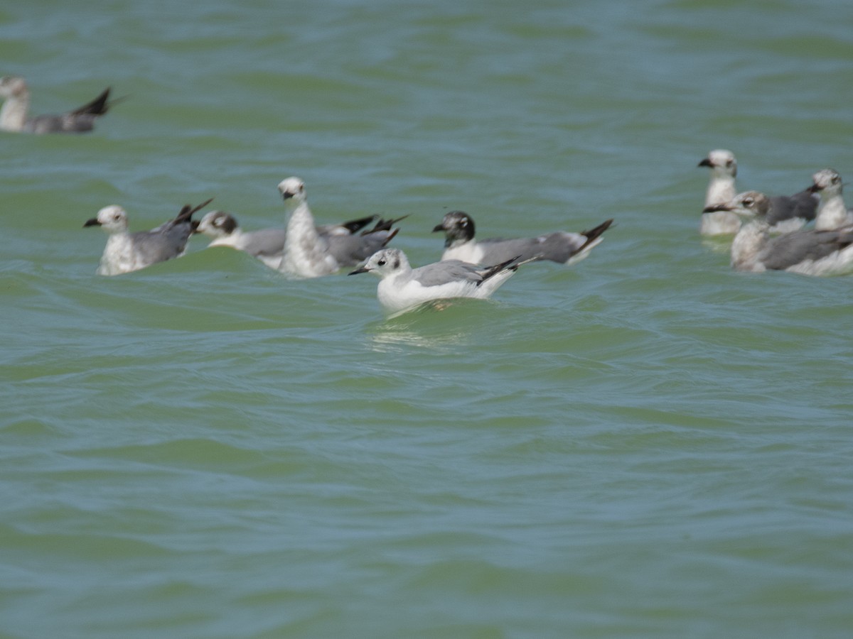 Bonaparte's Gull - ML451224191