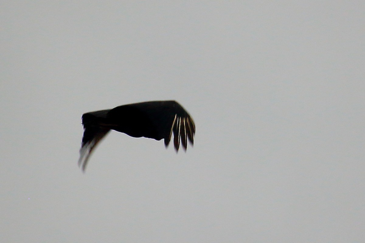 Black Vulture - ML451226111