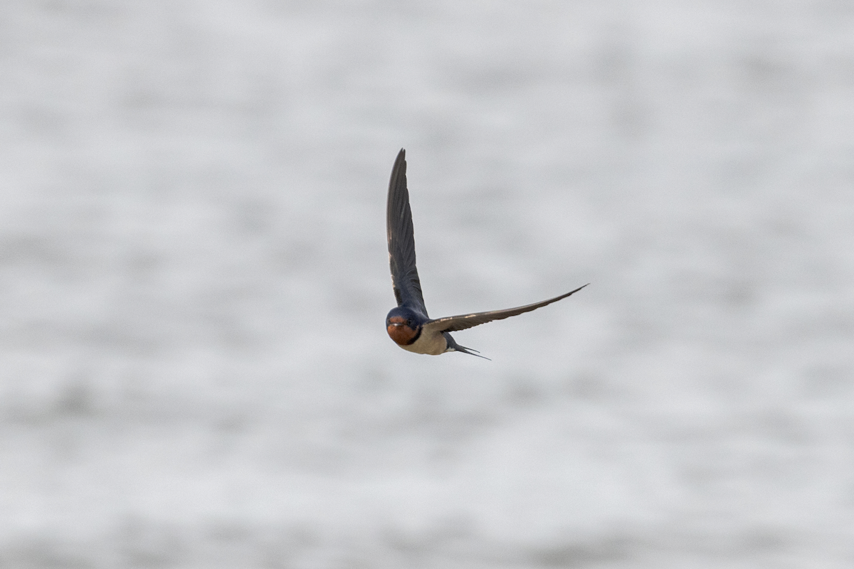 Barn Swallow (American) - ML451226151