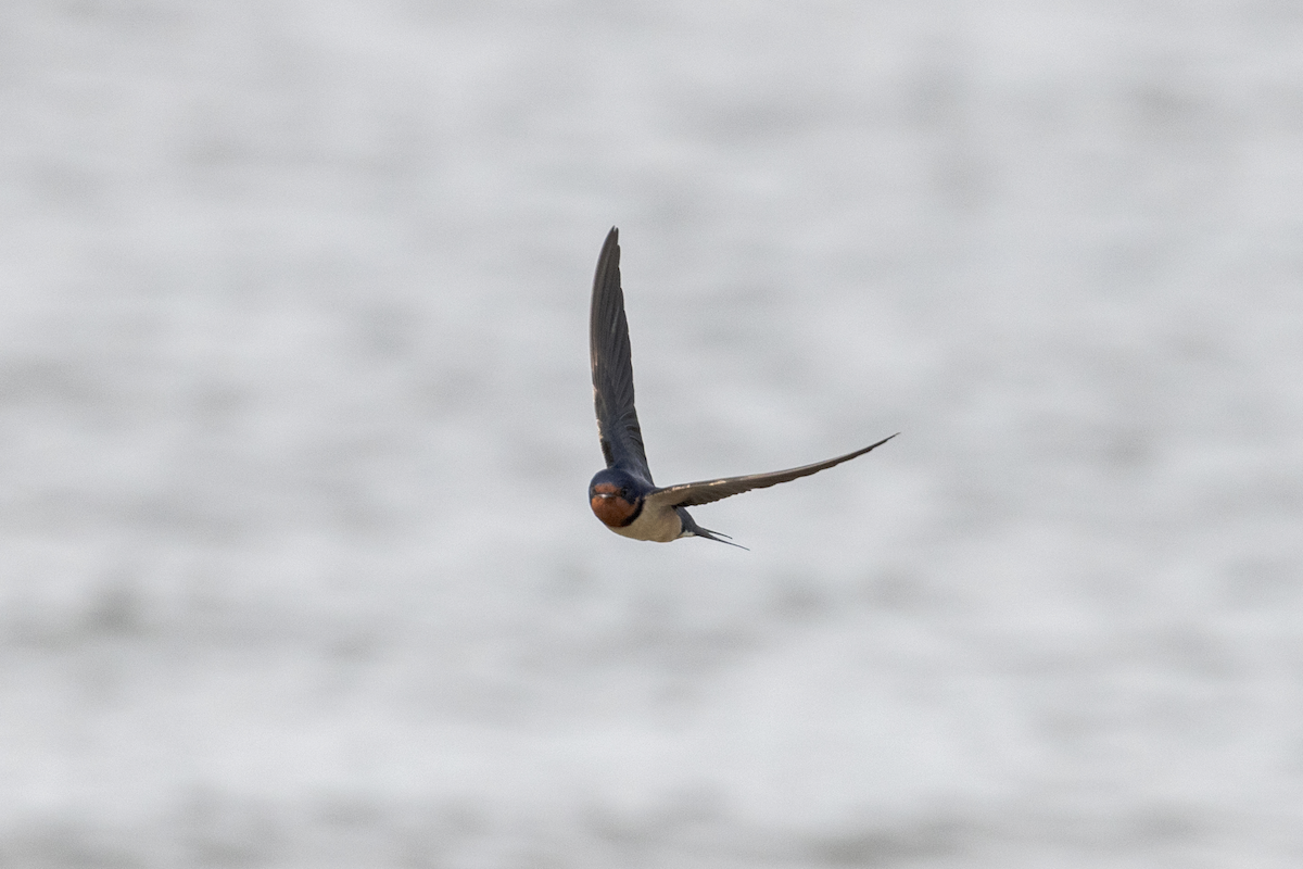 Golondrina Común (americana) - ML451226151