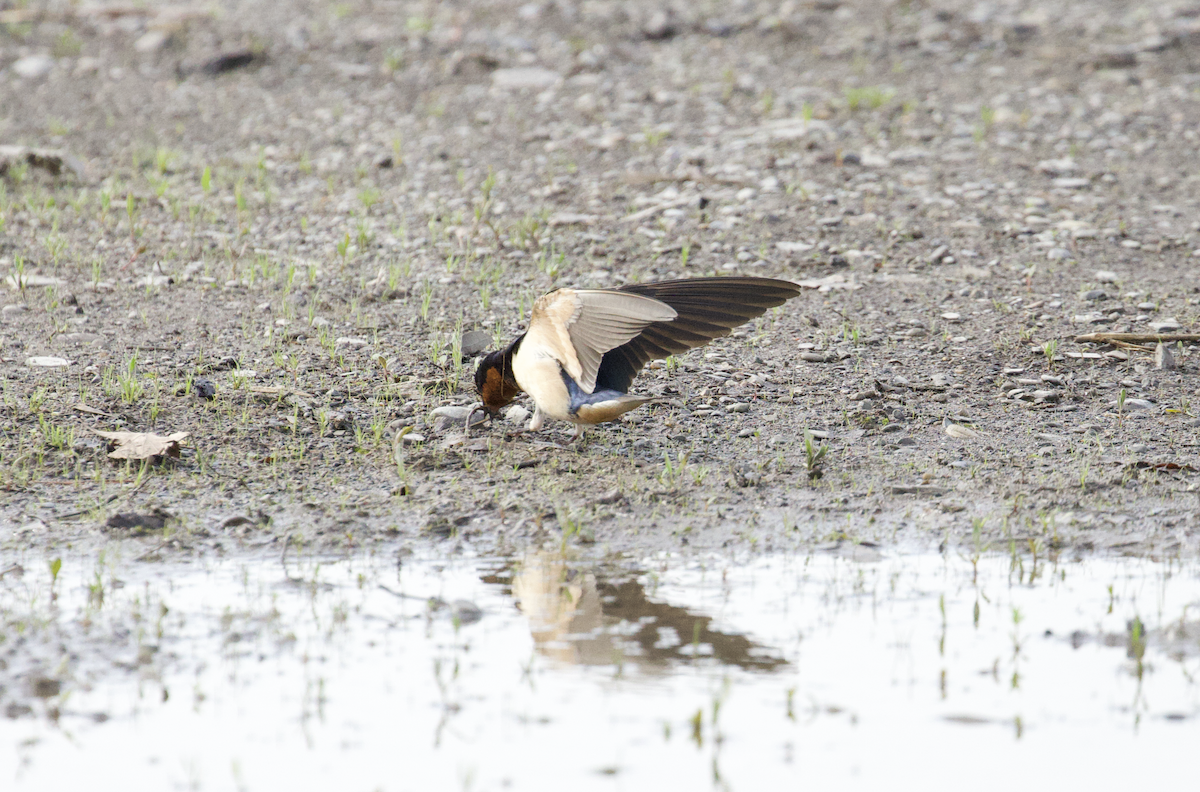 Rauchschwalbe (erythrogaster) - ML451226461