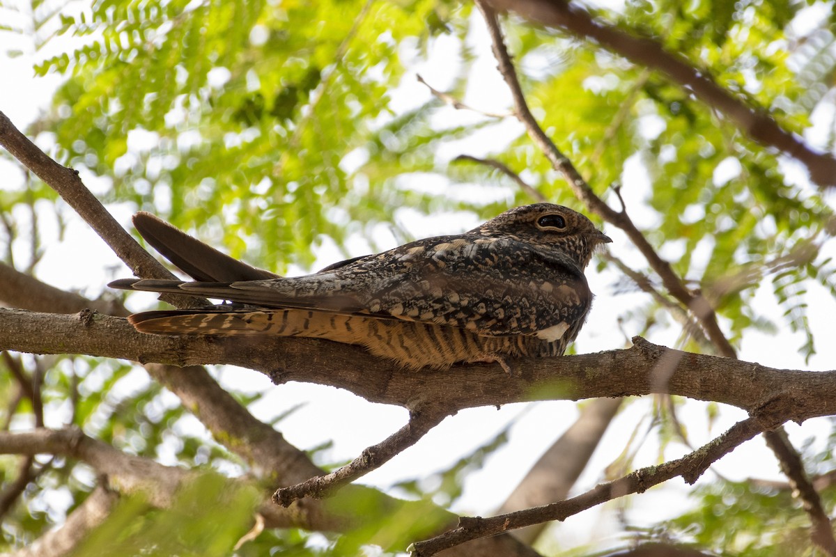 Lesser Nighthawk - ML451226571