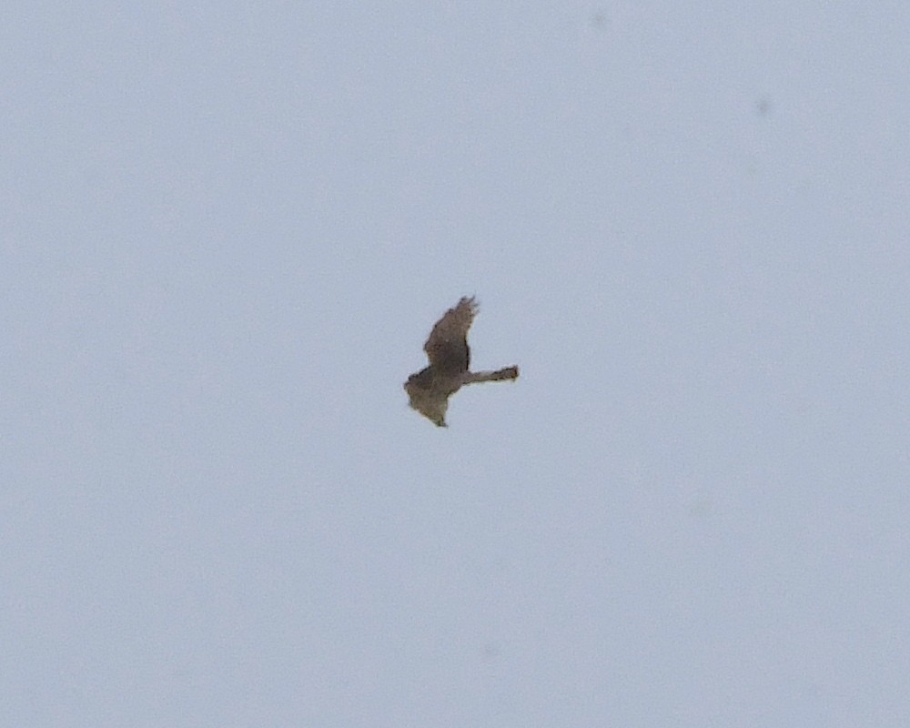 Northern Harrier - ML451227141