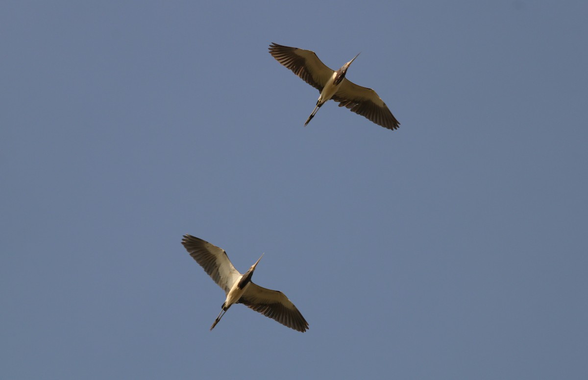 Tricolored Heron - ML451227581