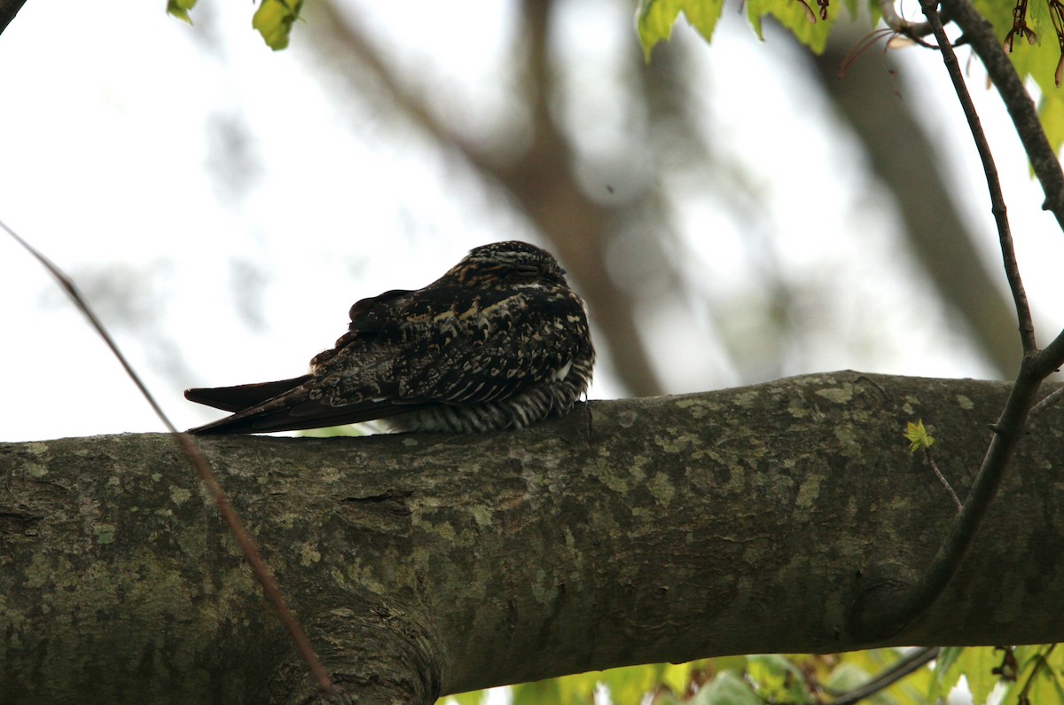 Common Nighthawk - ML451227601