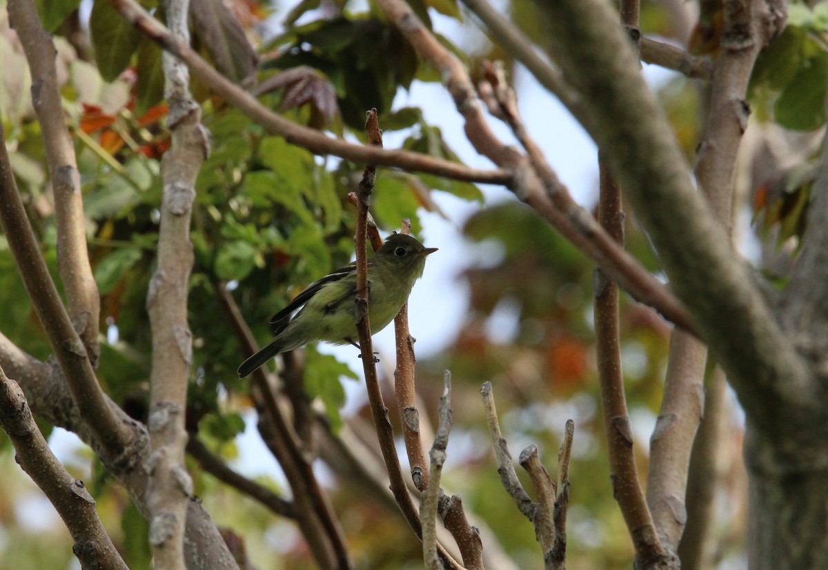 Yellow-bellied Flycatcher - Keith Leonard