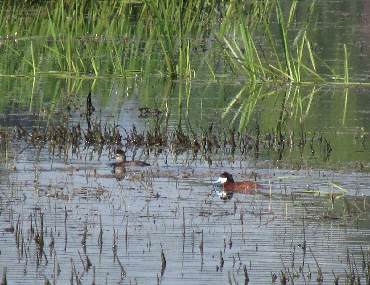 Ruddy Duck - ML451228691