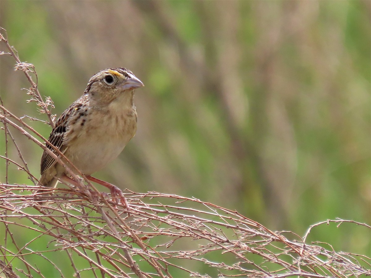 Grasshopper Sparrow - Stollery & Flood