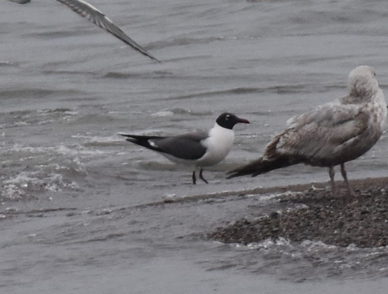 Laughing Gull - Samuel Phaneuf