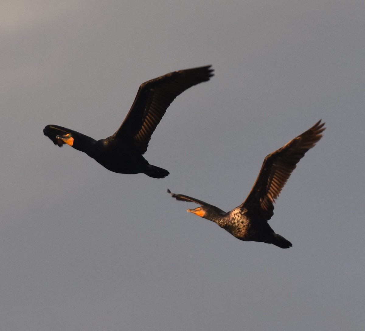 Double-crested Cormorant - ML451230511