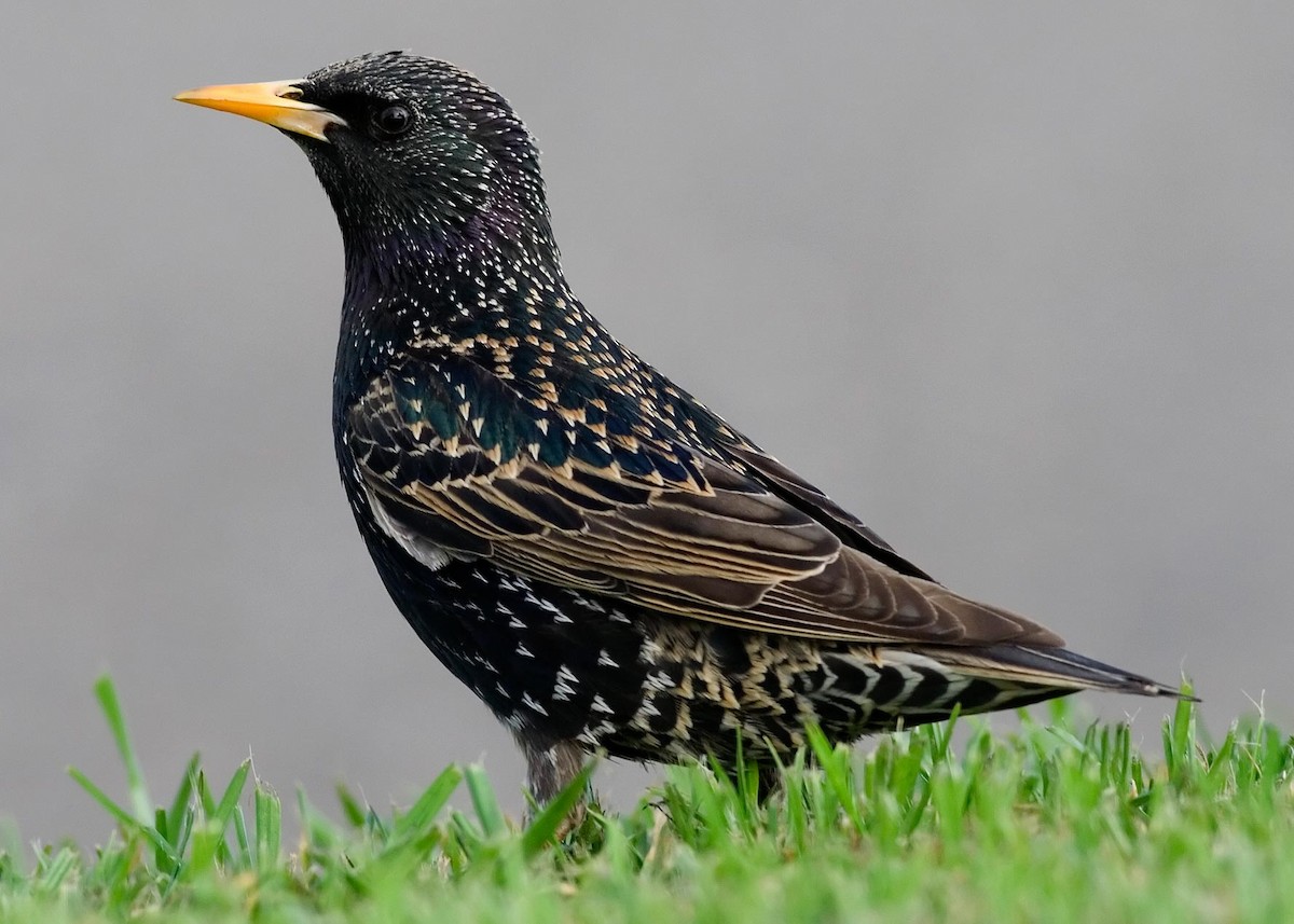 European Starling - Patrick Van Thull