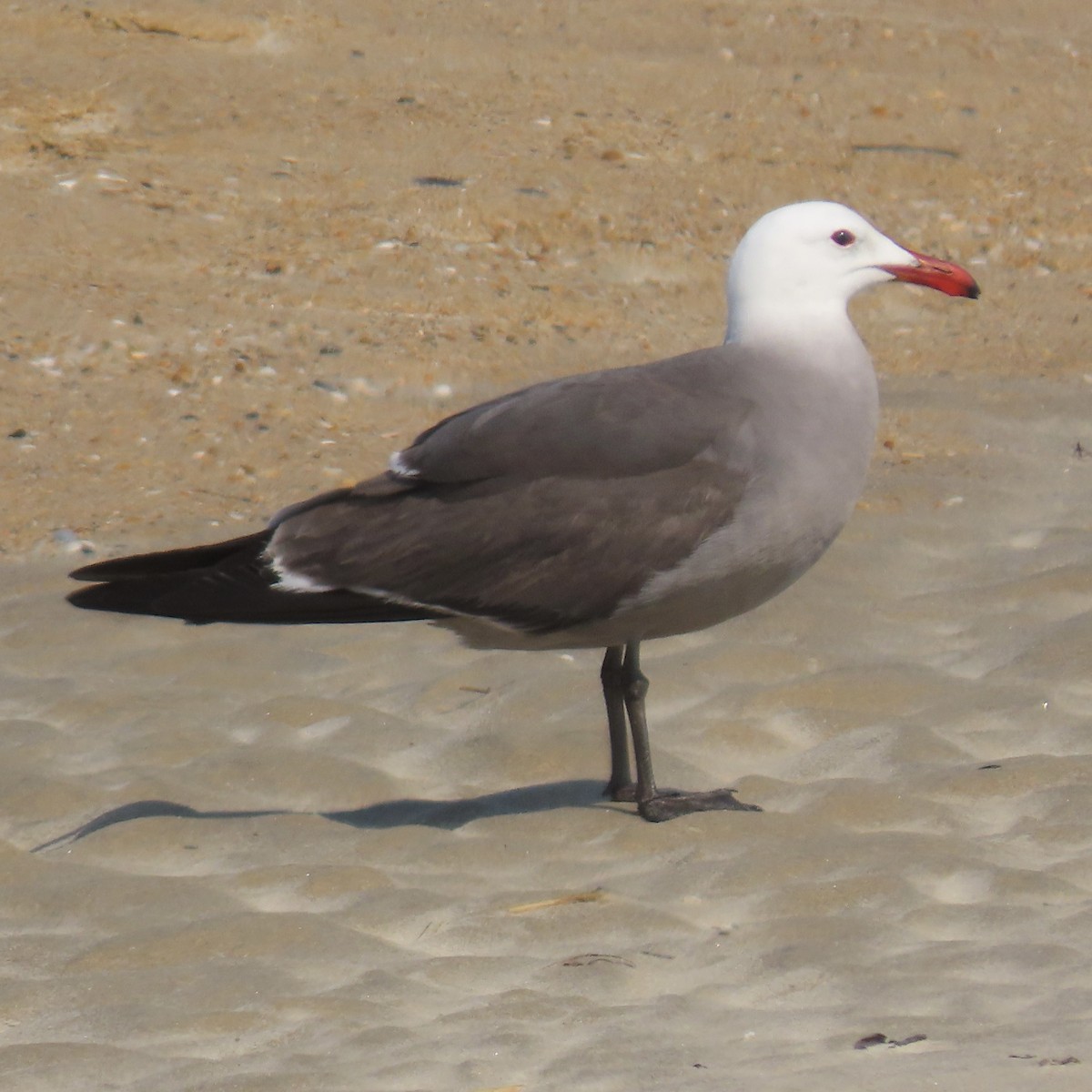 Heermann's Gull - ML451231961
