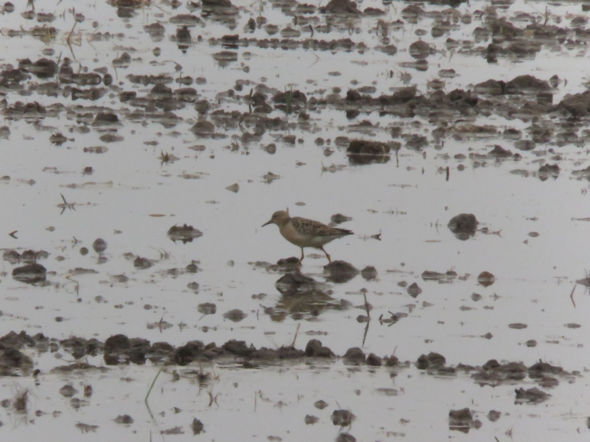 Buff-breasted Sandpiper - ML451232141