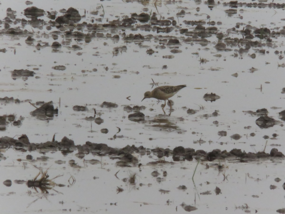 Buff-breasted Sandpiper - ML451232151