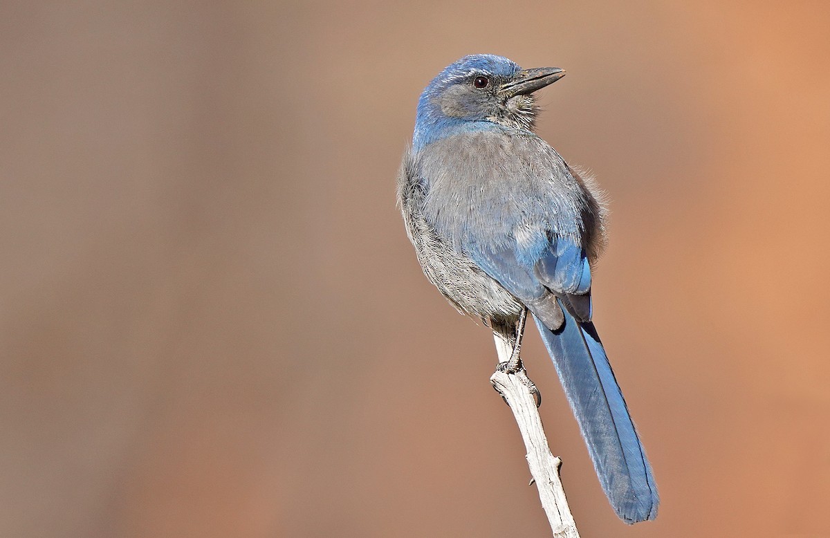 Woodhouse's Scrub-Jay - ML451232161