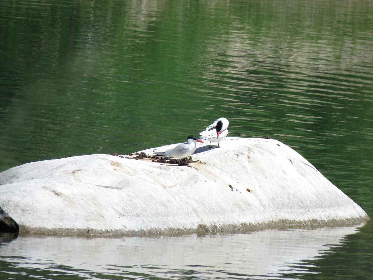 Caspian Tern - ML451232401