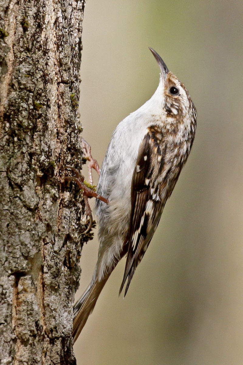 Brown Creeper - ML451232641