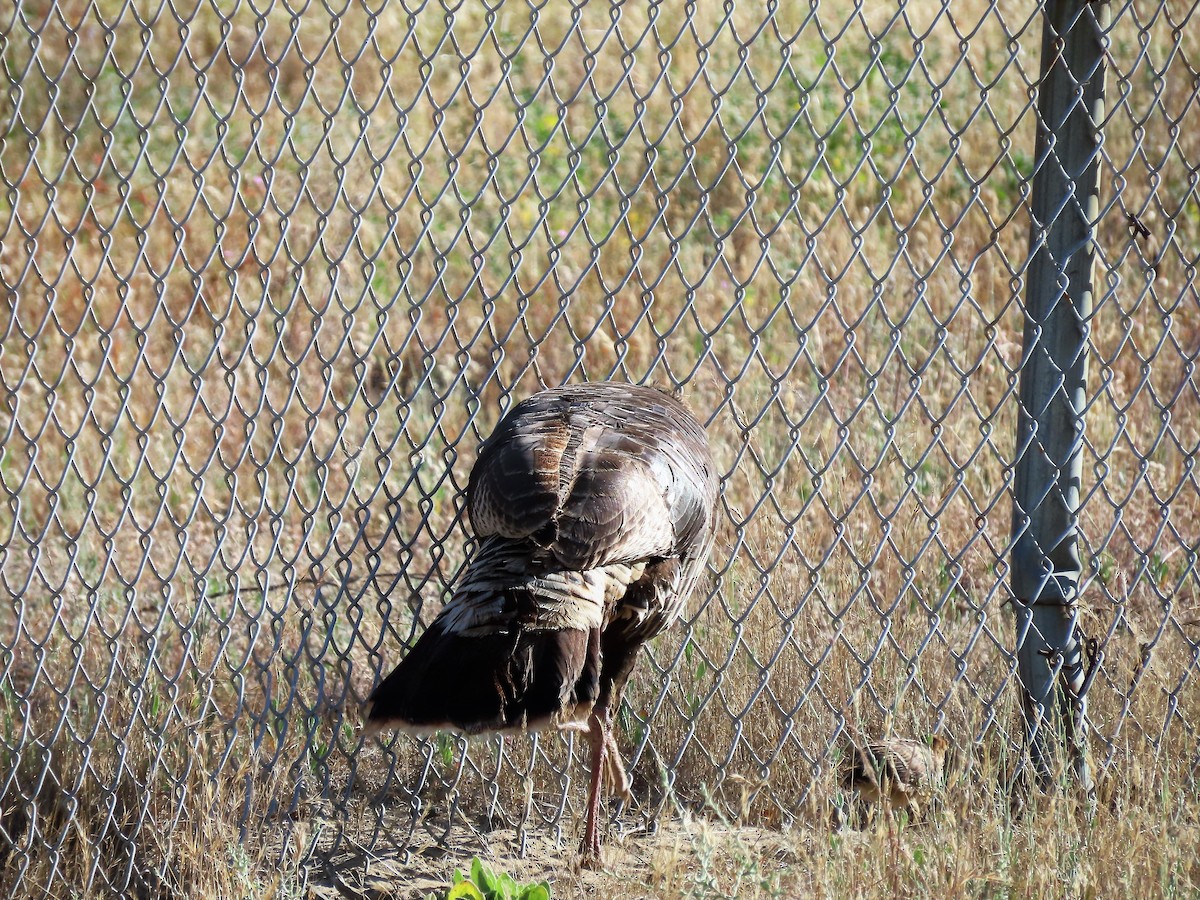 Wild Turkey - ML451232951