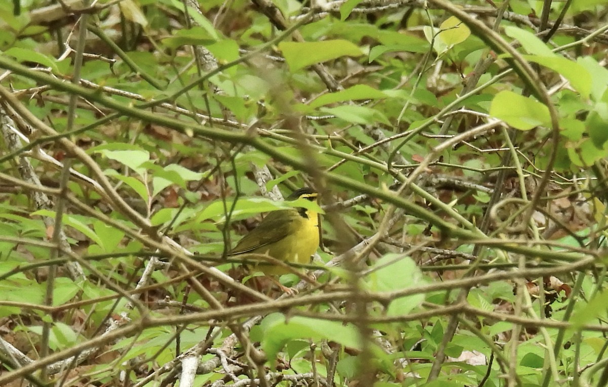 Kentucky Warbler - Sally Avery