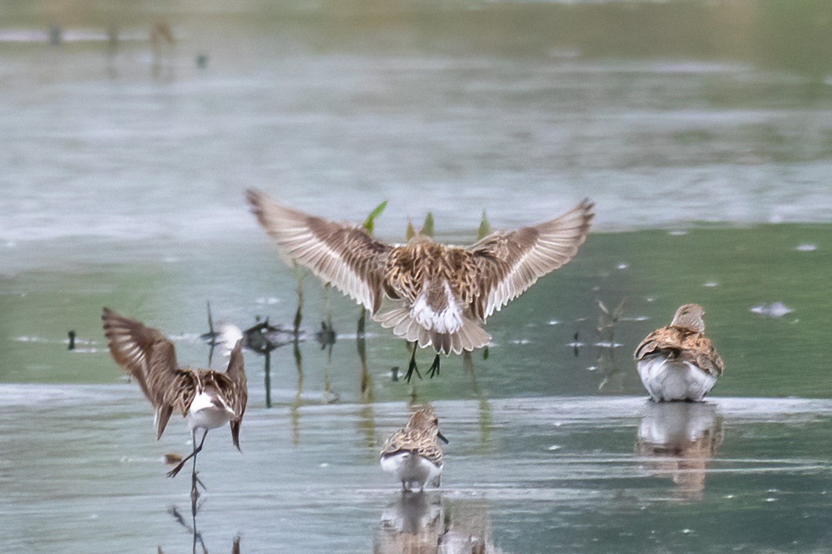 White-rumped Sandpiper - ML451233831