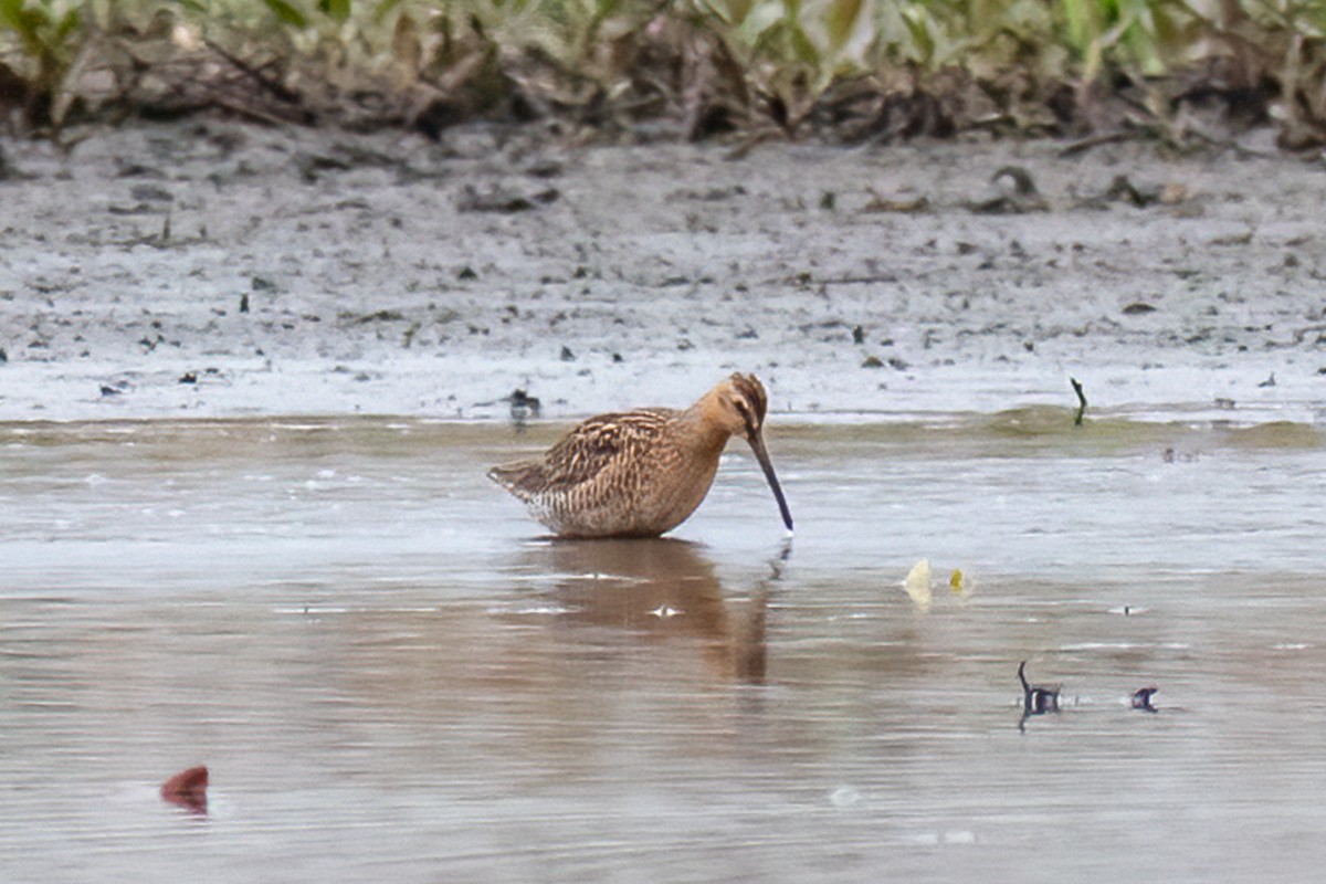 Short-billed Dowitcher - ML451234011